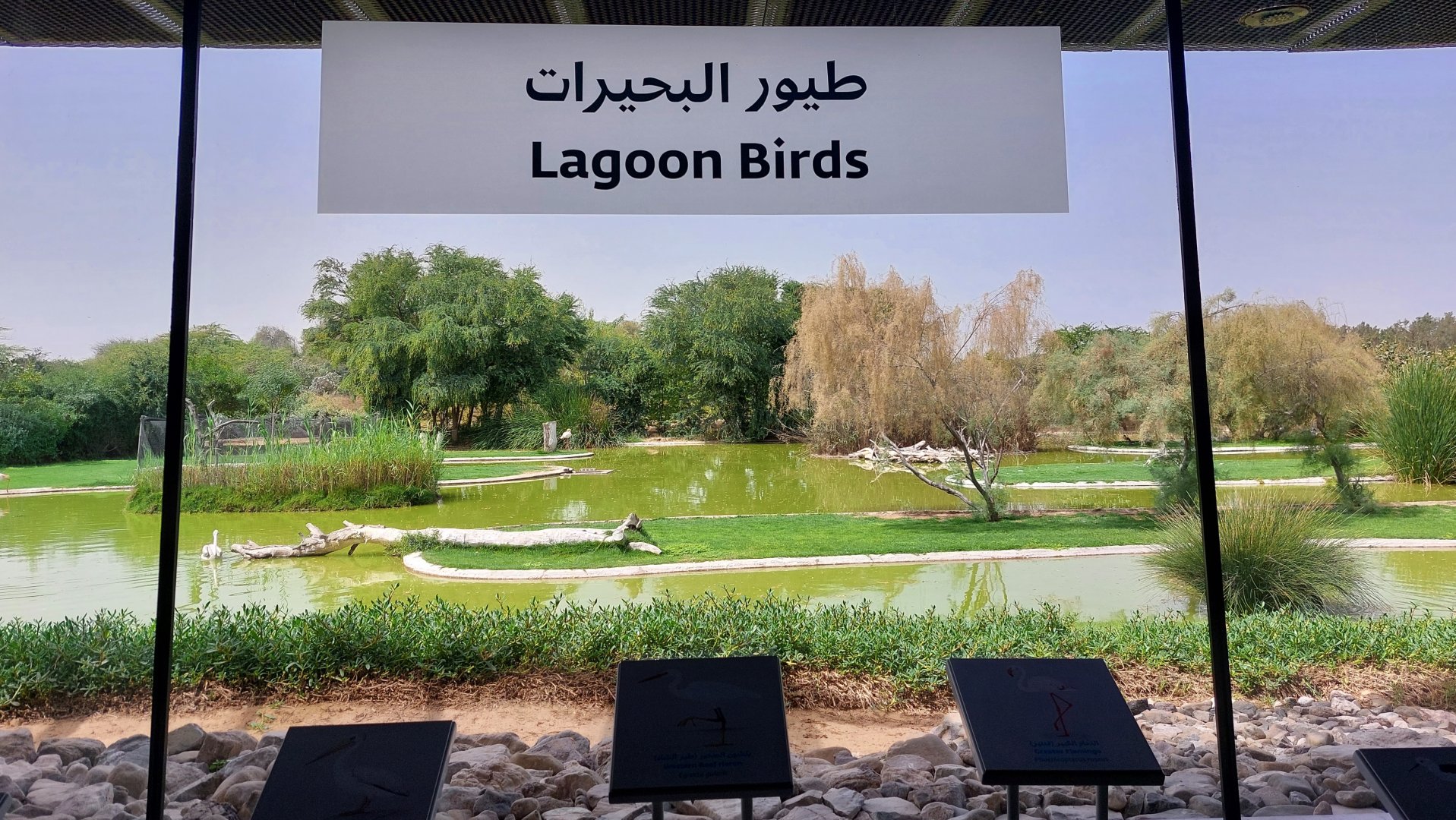 Lagoon Birds