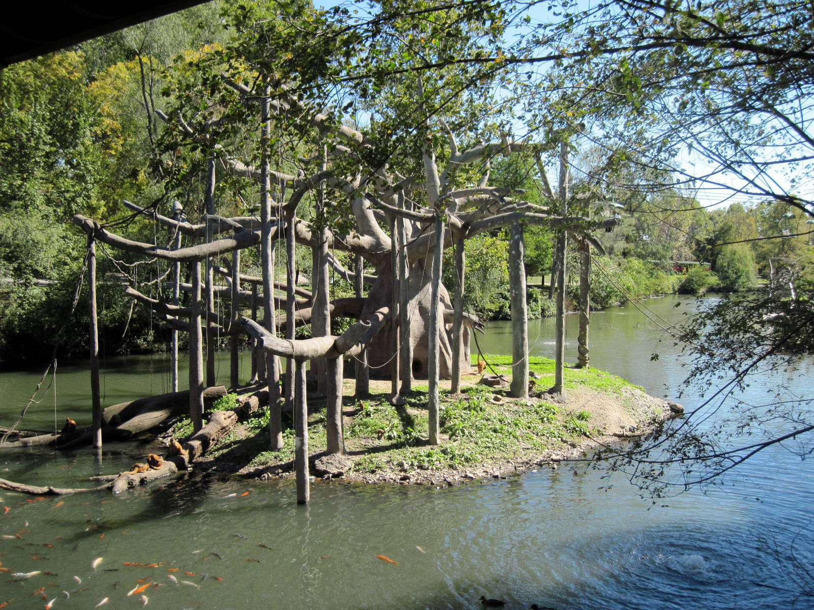 Lagoon-Black-handed Spider Monkey Exhibit
