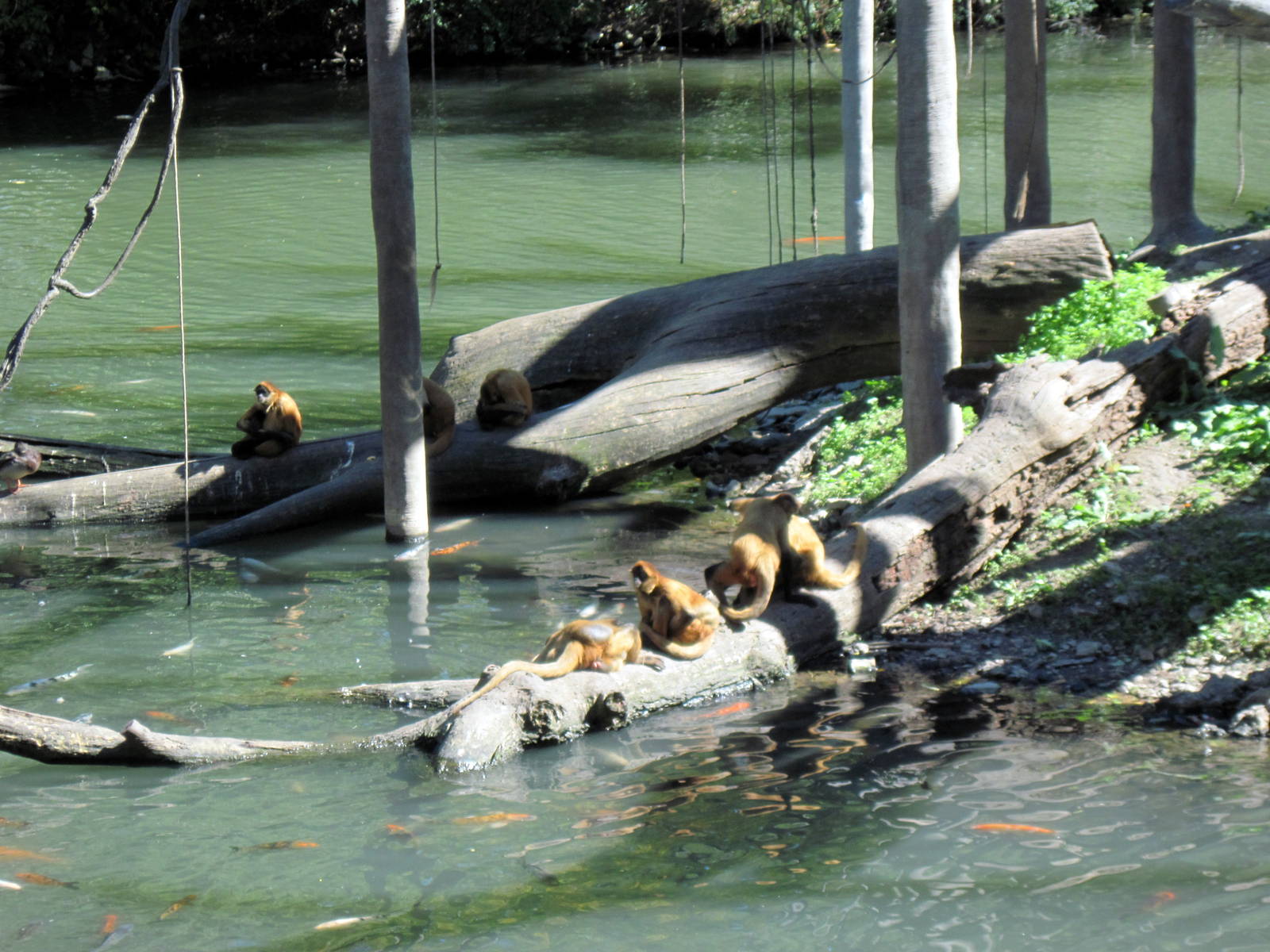 Lagoon-Black-handed Spider Monkey