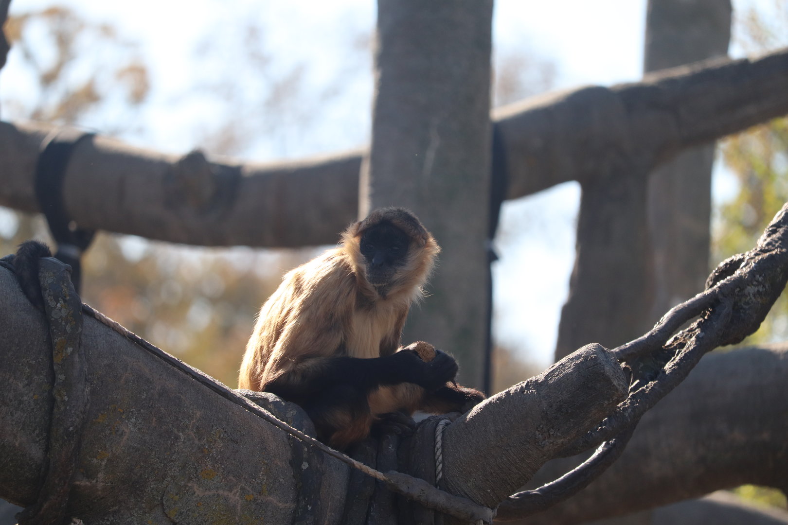 Lagoon - Black-handed Spider Monkey