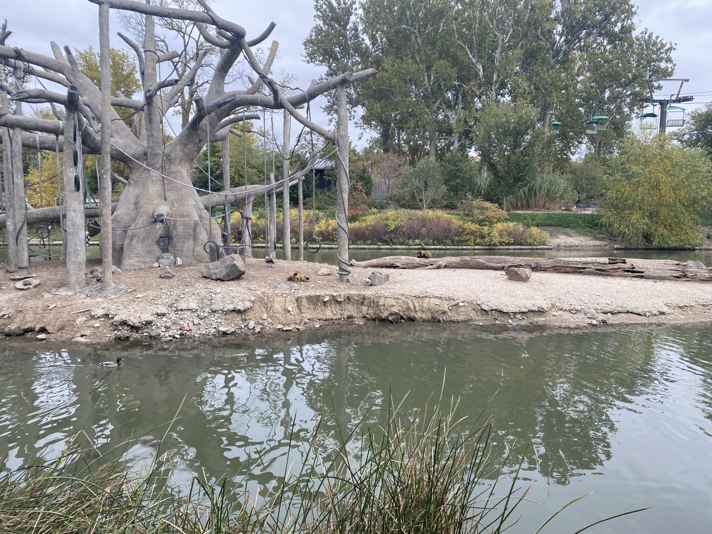 Lagoon - Black-Headed Spider Monkey/Egyptian Goose Island