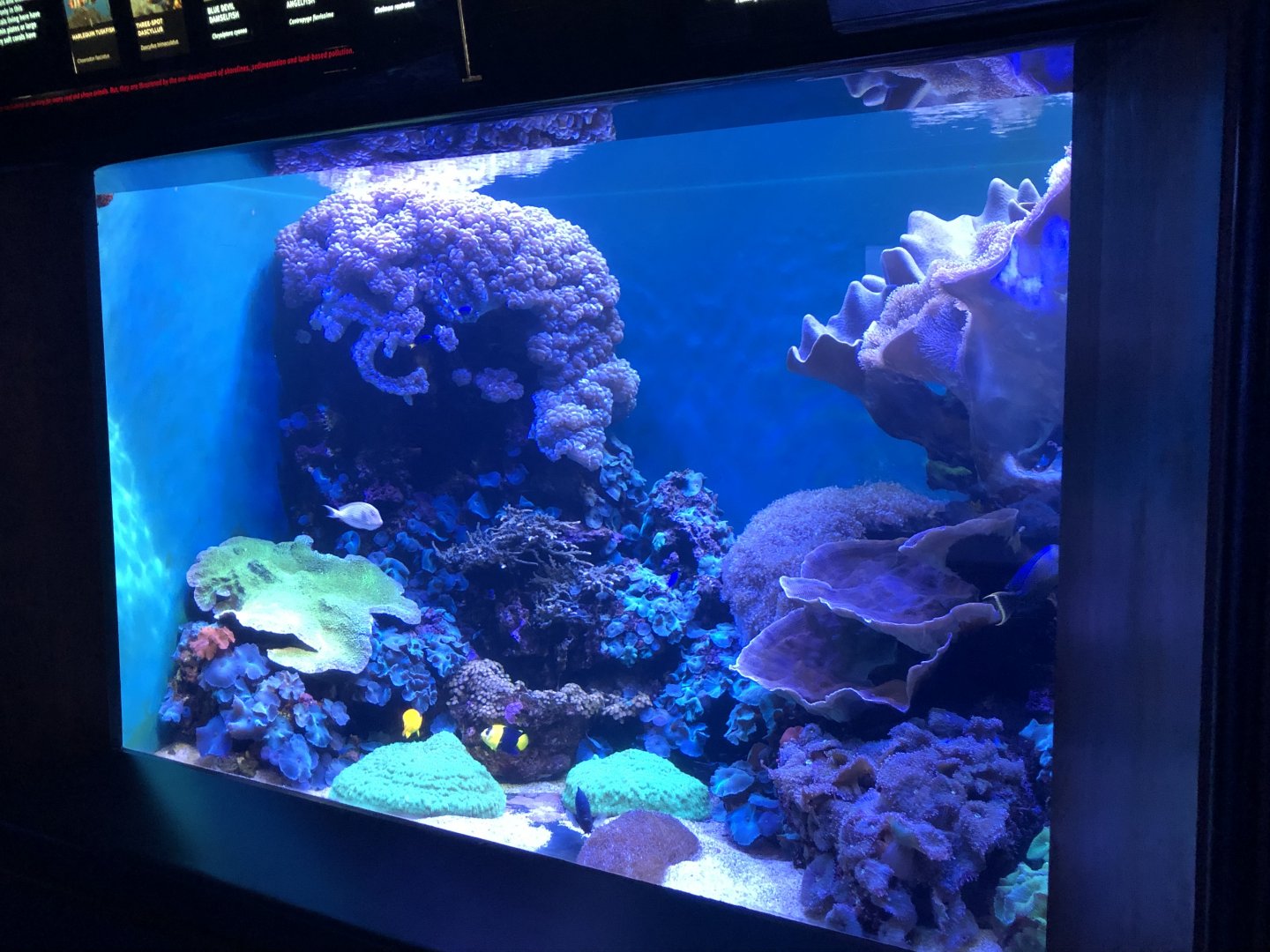 "Lagoon Community" Tank