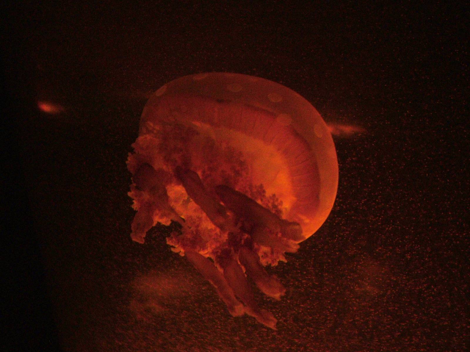 Lagoon Jellyfish at SeaLife Berlin, 05/09/11