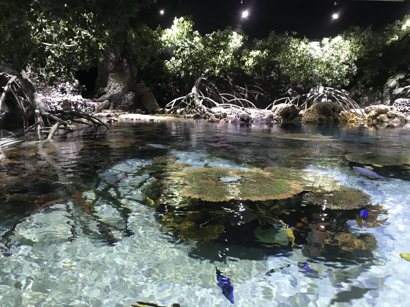 Lagoon of Light 260519