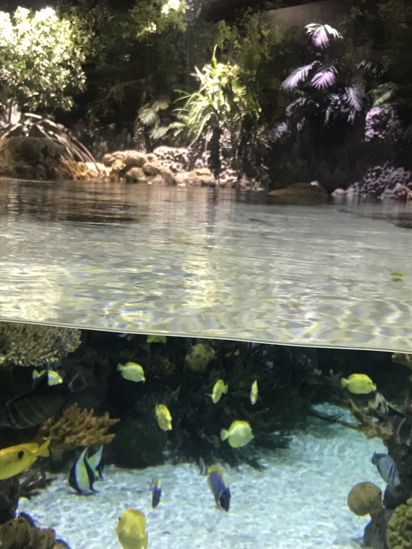 Lagoon of Light - above and below 260519