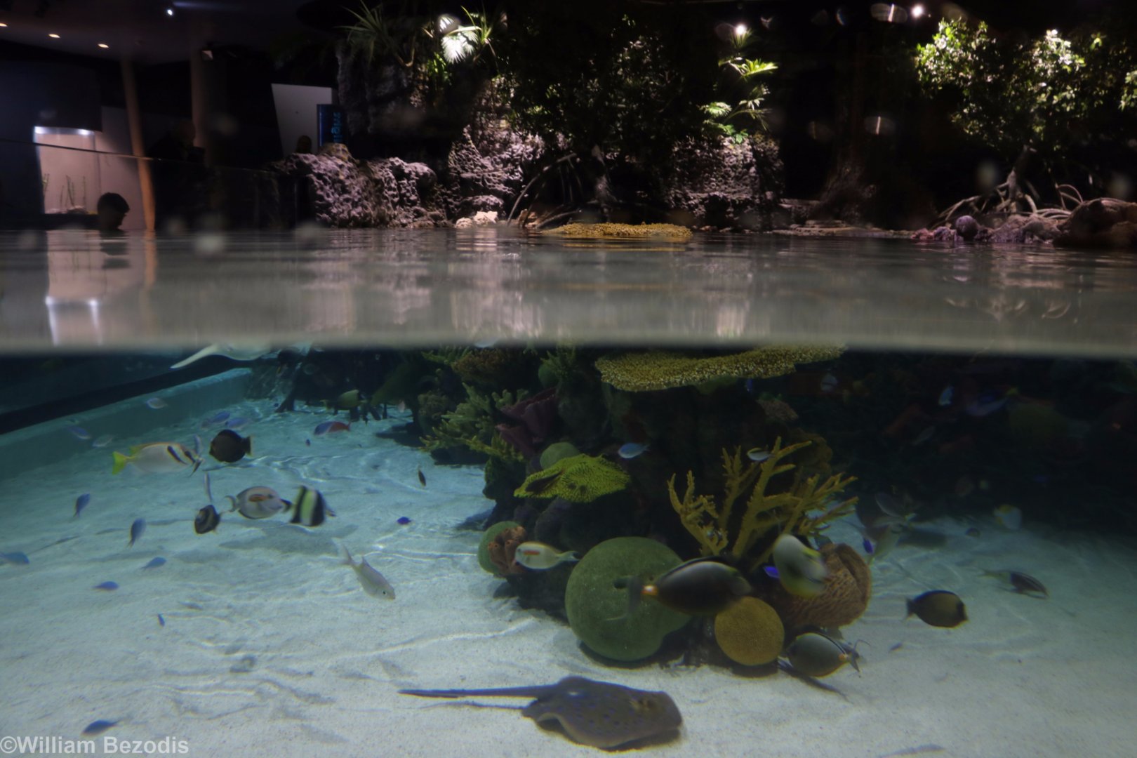 Lagoon Of Light Above and Below Water