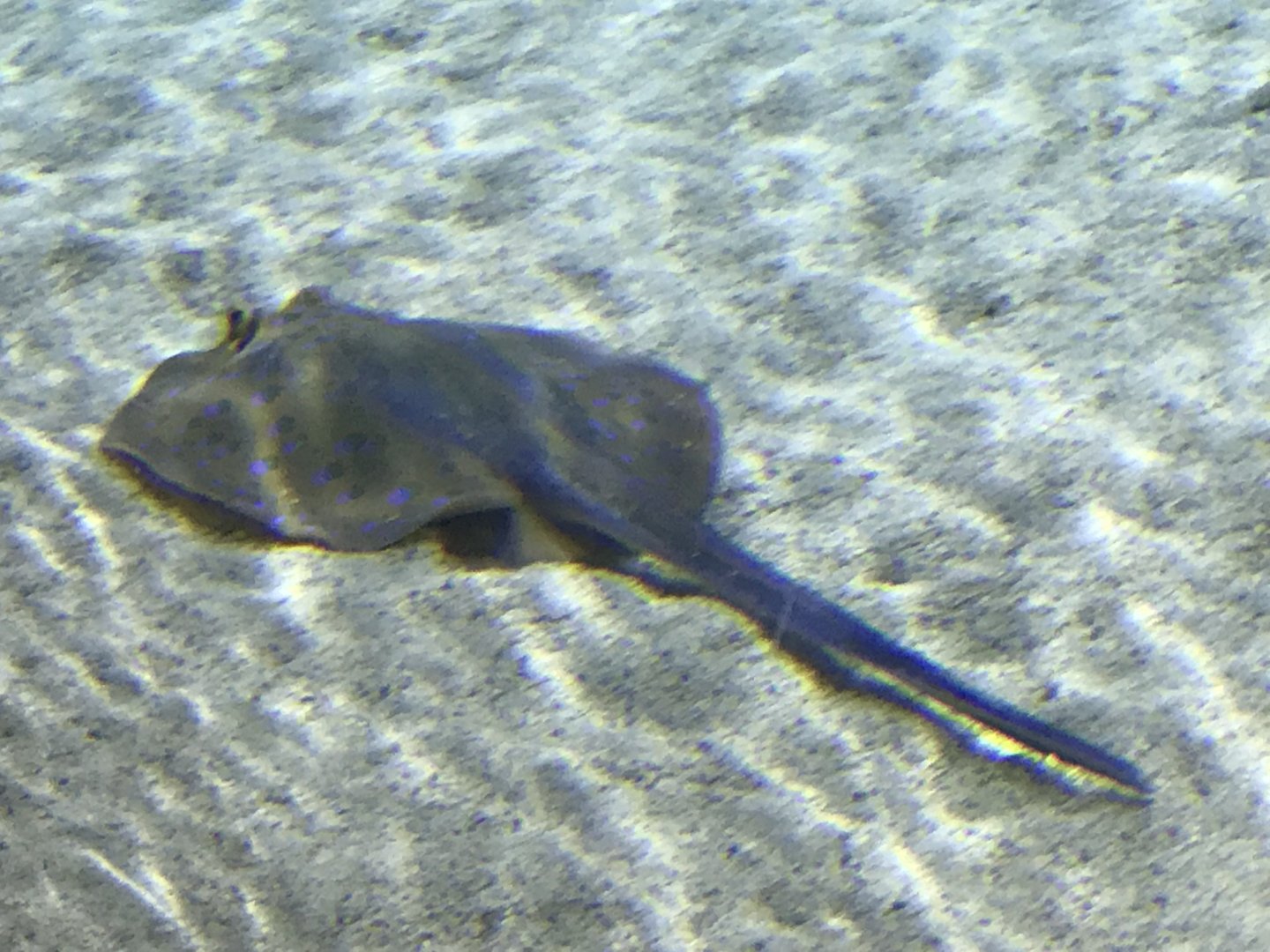 Lagoon of Light - Bluespotted ribbontail ray 260159
