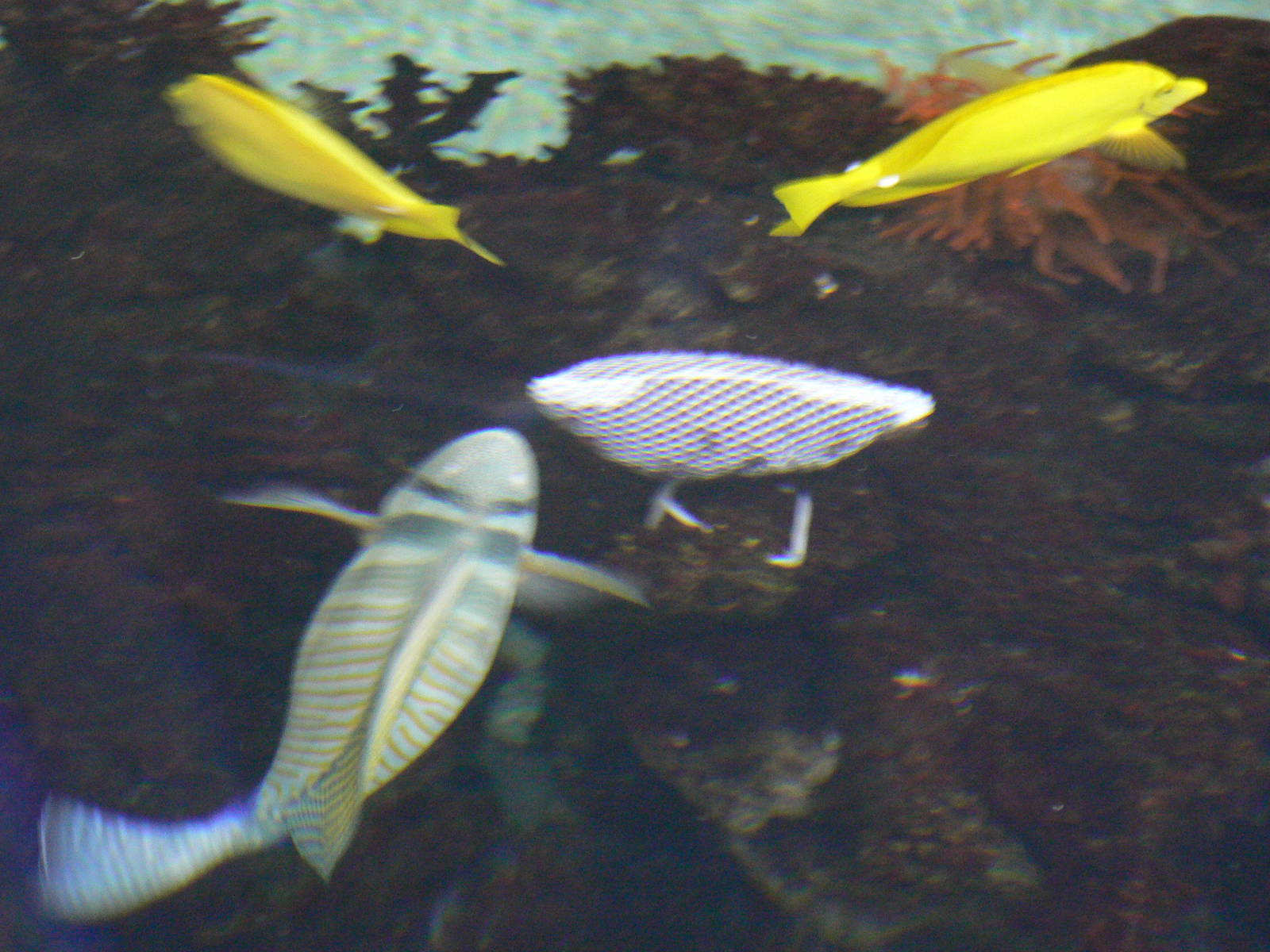 Lagoon Of Light- Feeder