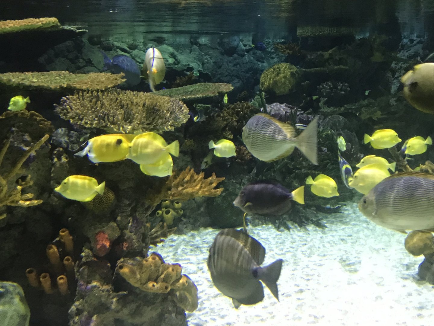 Lagoon of Light inhabitants 260519