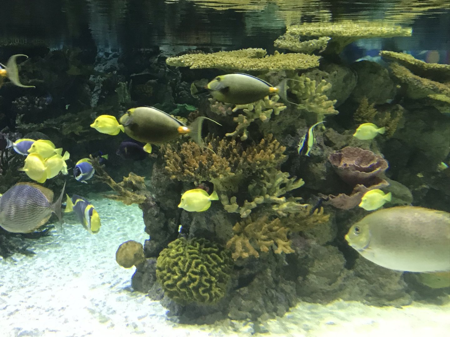 Lagoon of Light inhabitants 260519