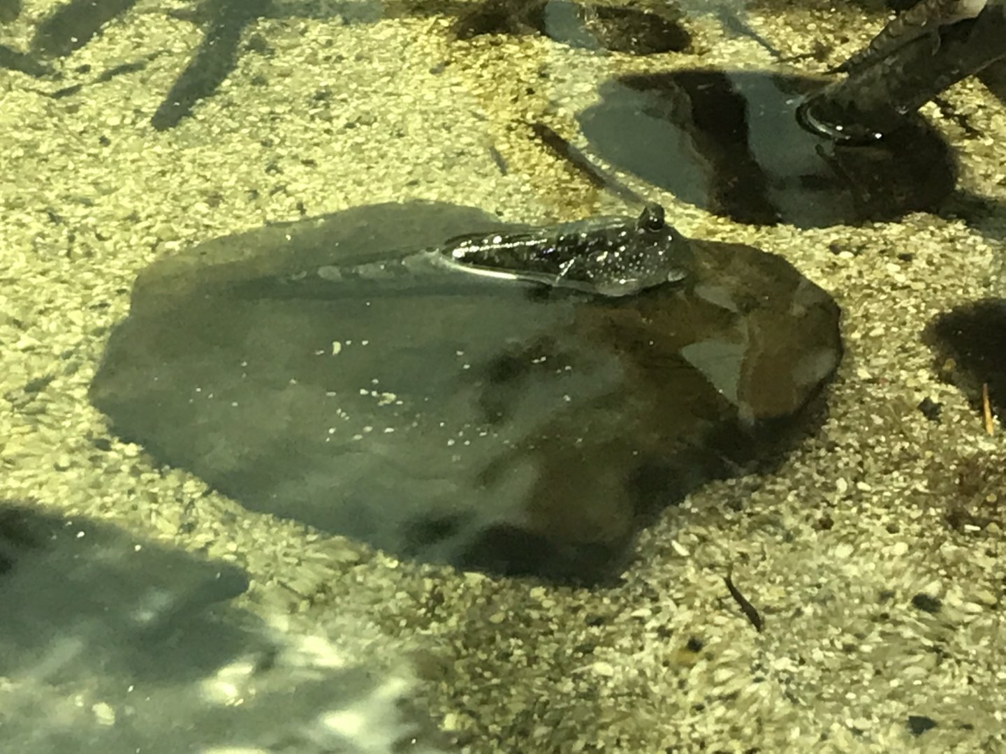 Lagoon of Light - Mudskipper 260519