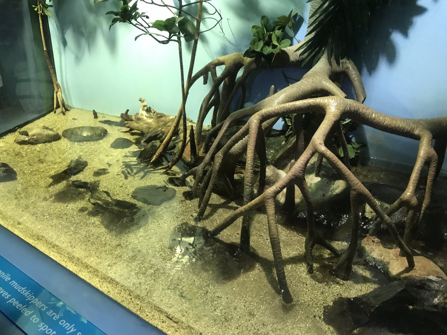 Lagoon of Light - Mudskipper exhibit 260519