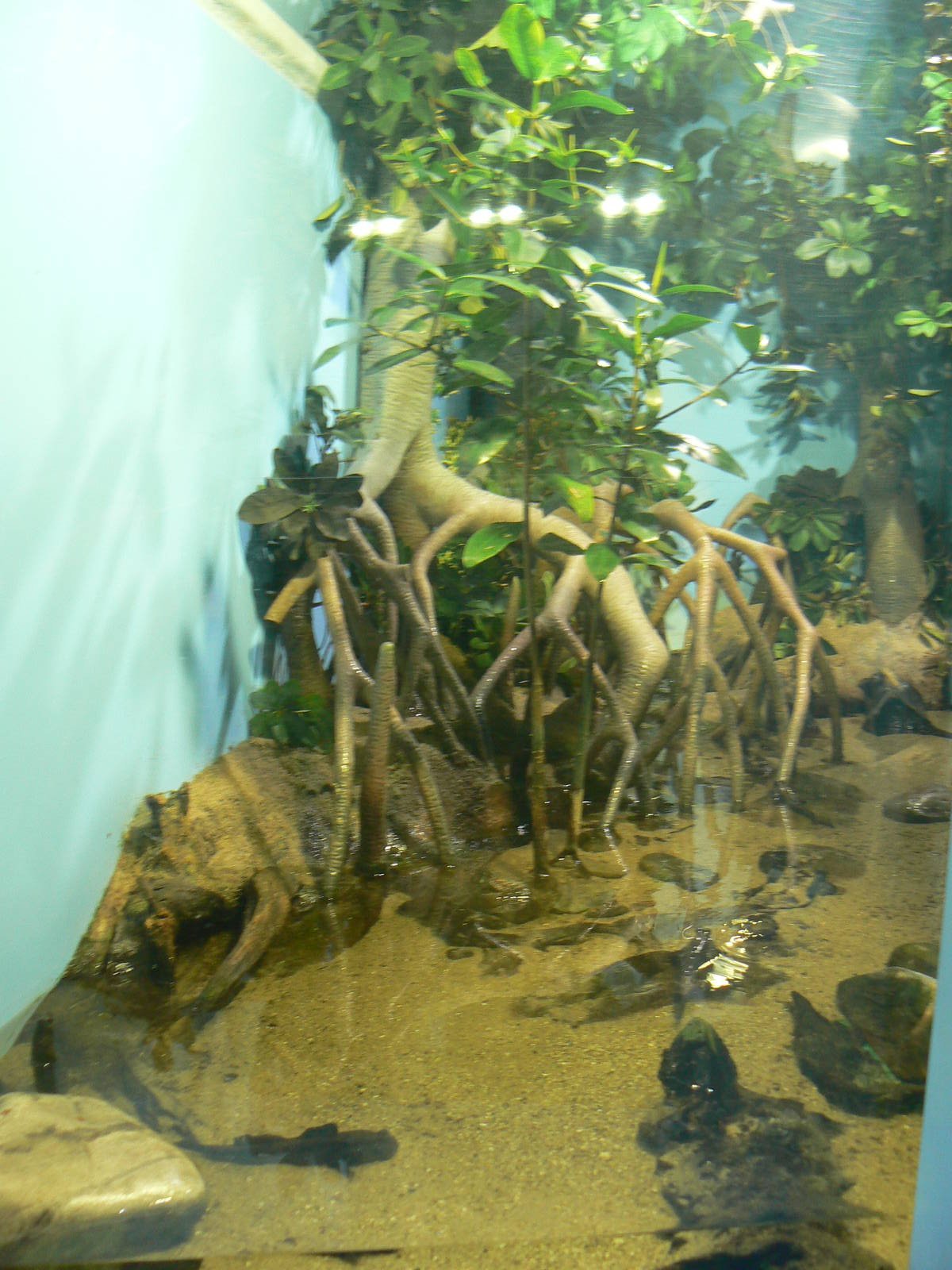 Lagoon Of Light- Mudskipper Exhibit