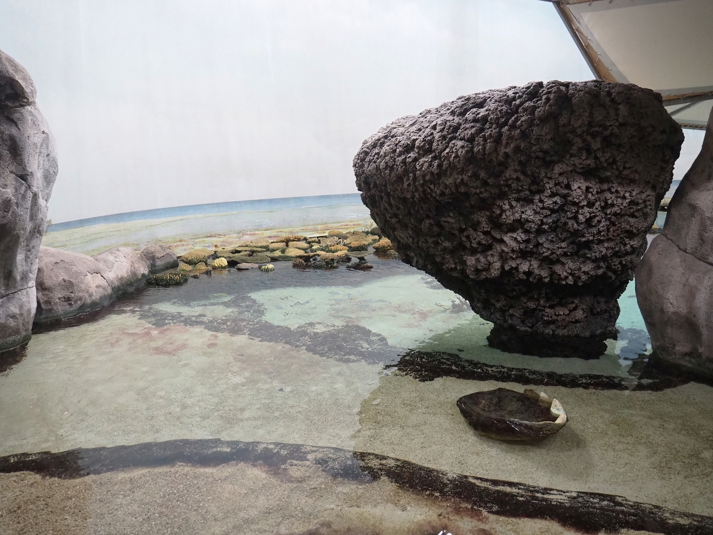 Lagoon tank - Beach area, 2023-10-07