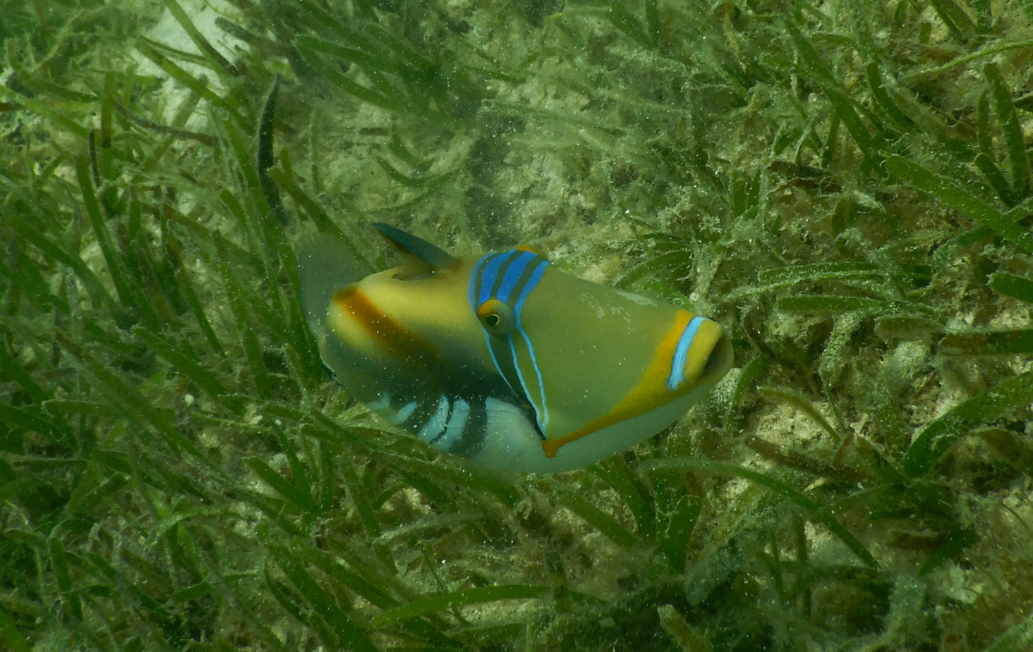 Lagoon Triggerfish (Rhinecanthus aculeatus) - Green Island