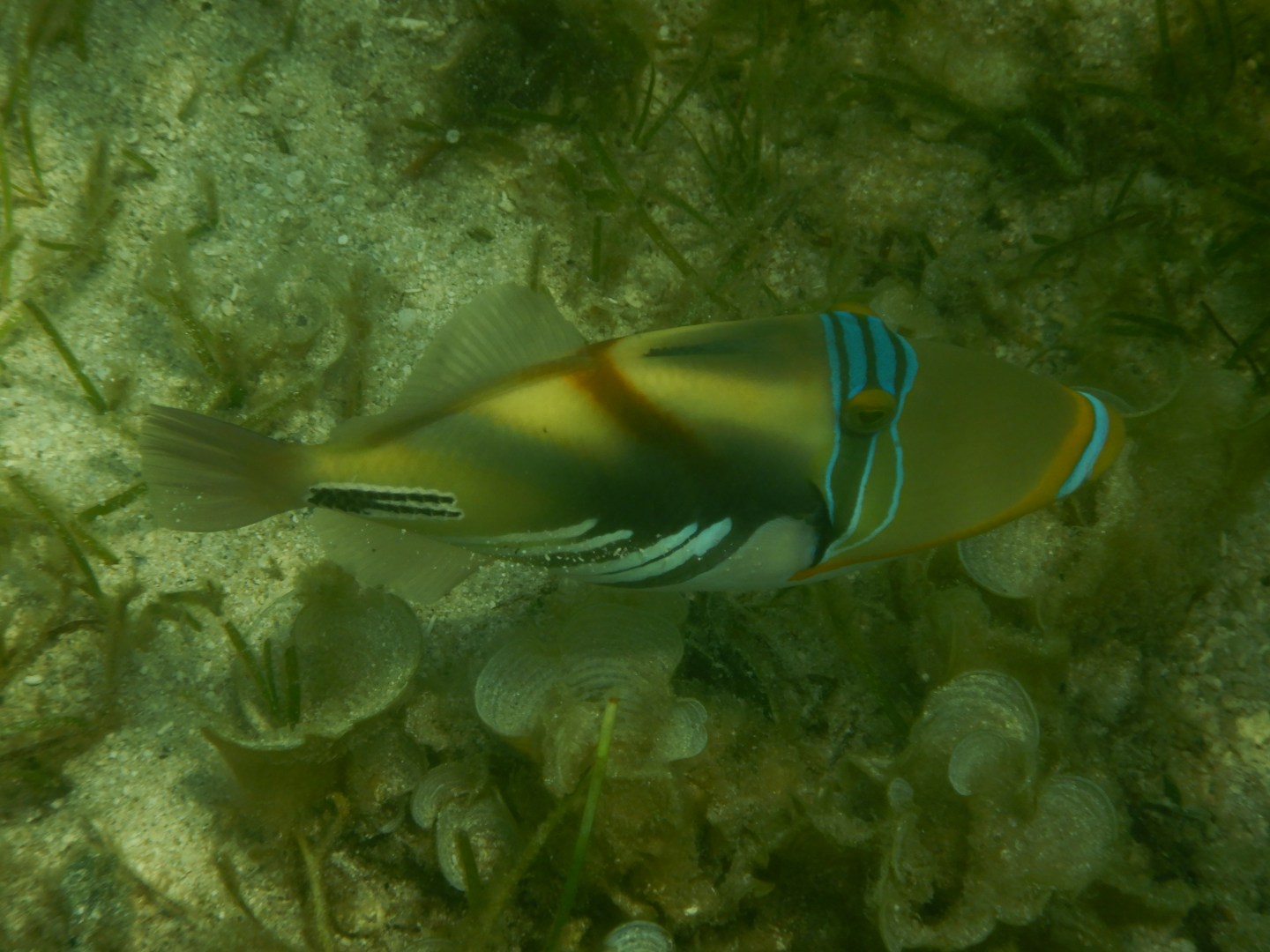 Lagoon Triggerfish (Rhinecanthus aculeatus) - Green Island
