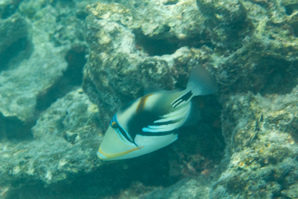 Lagoon Triggerfish (Rhinecanthus aculeatus)