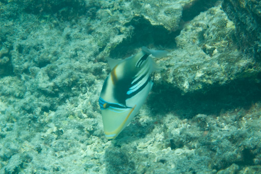 Lagoon Triggerfish (Rhinecanthus aculeatus)