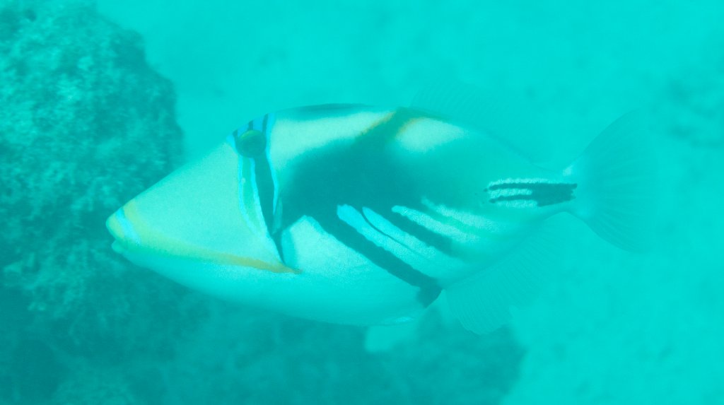 Lagoon Triggerfish (Rhinecanthus aculeatus)