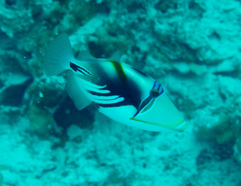 Lagoon Triggerfish (Rhinecanthus aculeatus)