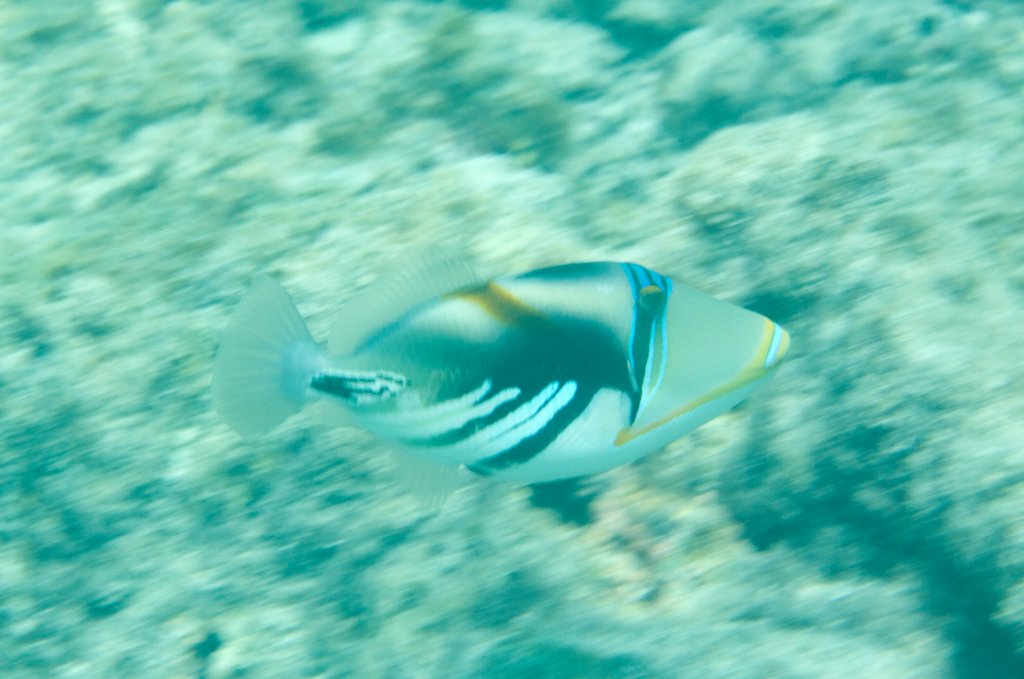 Lagoon Triggerfish (Rhinecanthus aculeatus)
