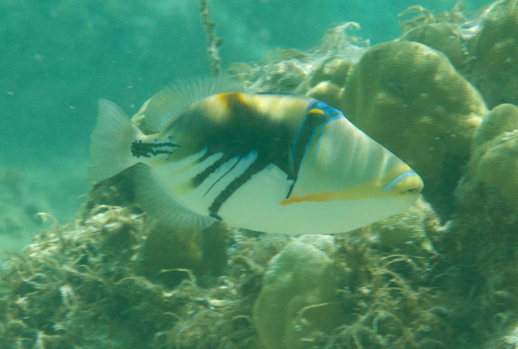 Lagoon Triggerfish (Rhinecanthus aculeatus)