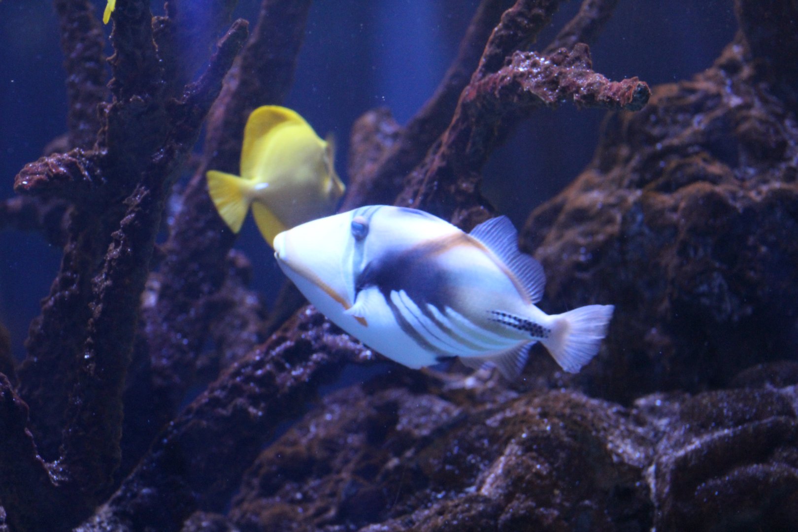 Lagoon Triggerfish