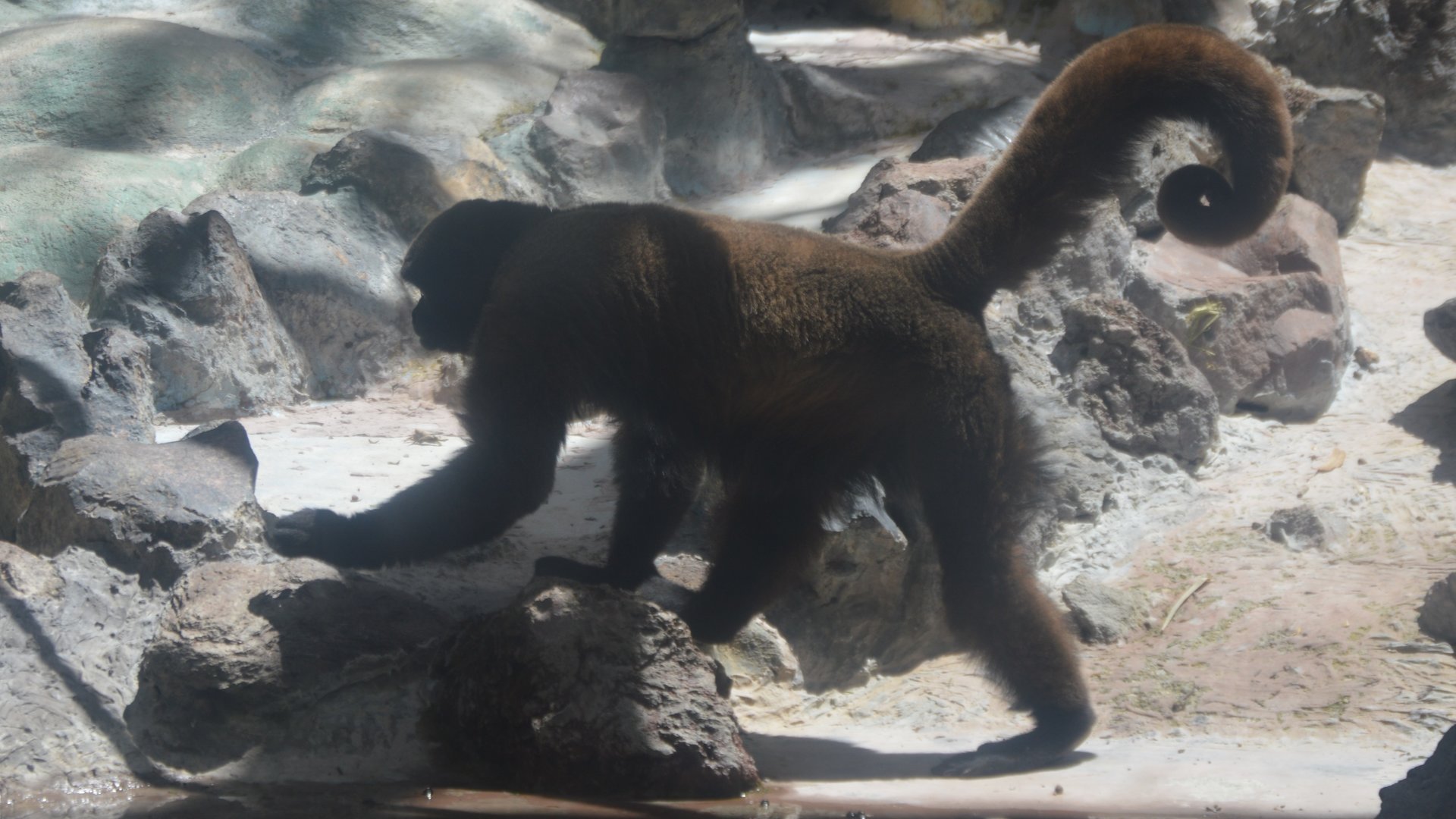 Lagothrix lagotricha lagothrica