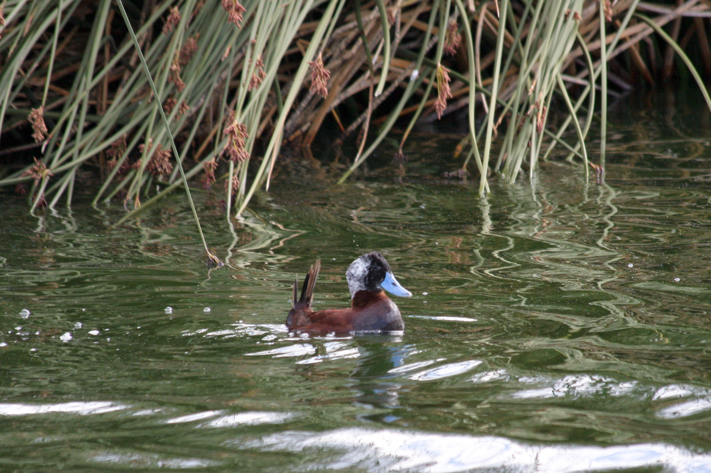 Laguna Nímez Reserve - Feb 2008