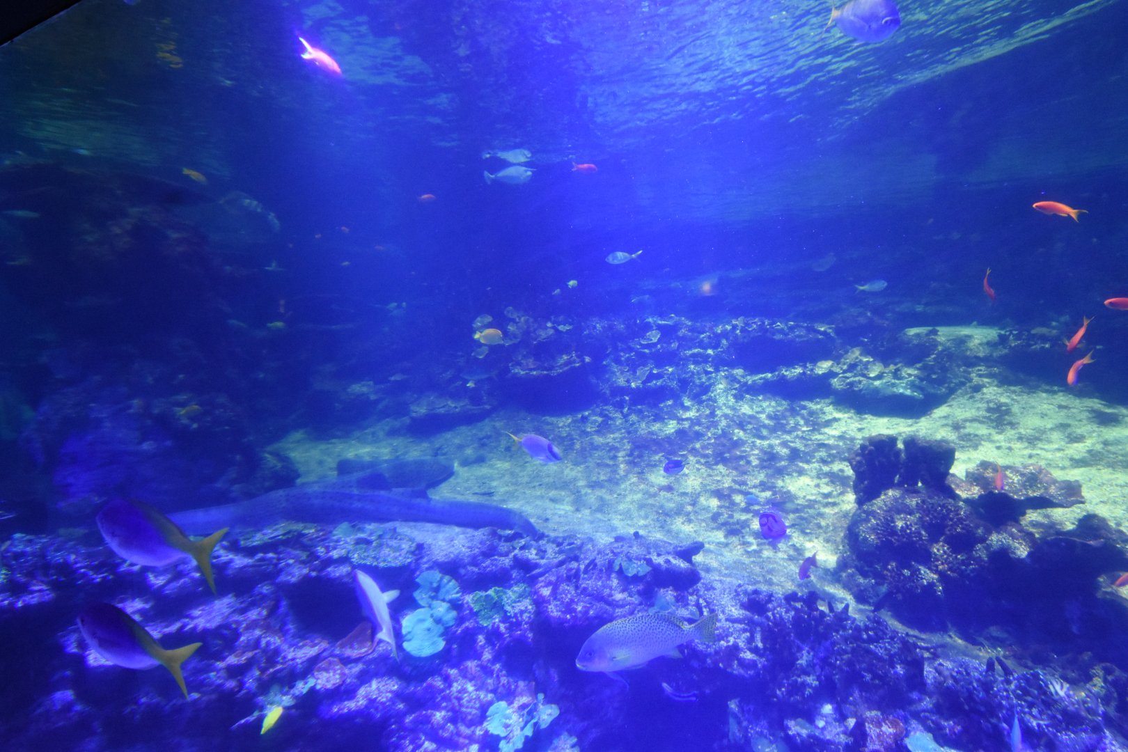 Lagune, coral reef from below