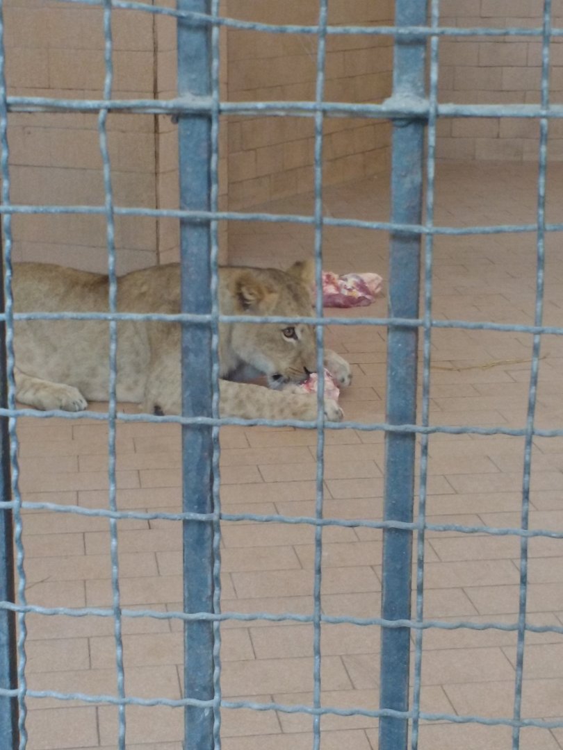 Lahore Zoo (Pakistan)