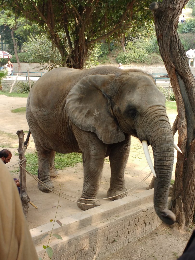 Lahore Zoo (Pakistan)