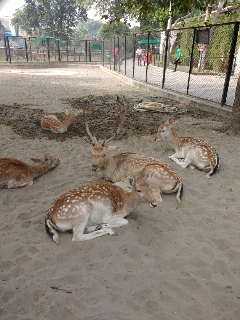 Lahore Zoo (Pakistan)