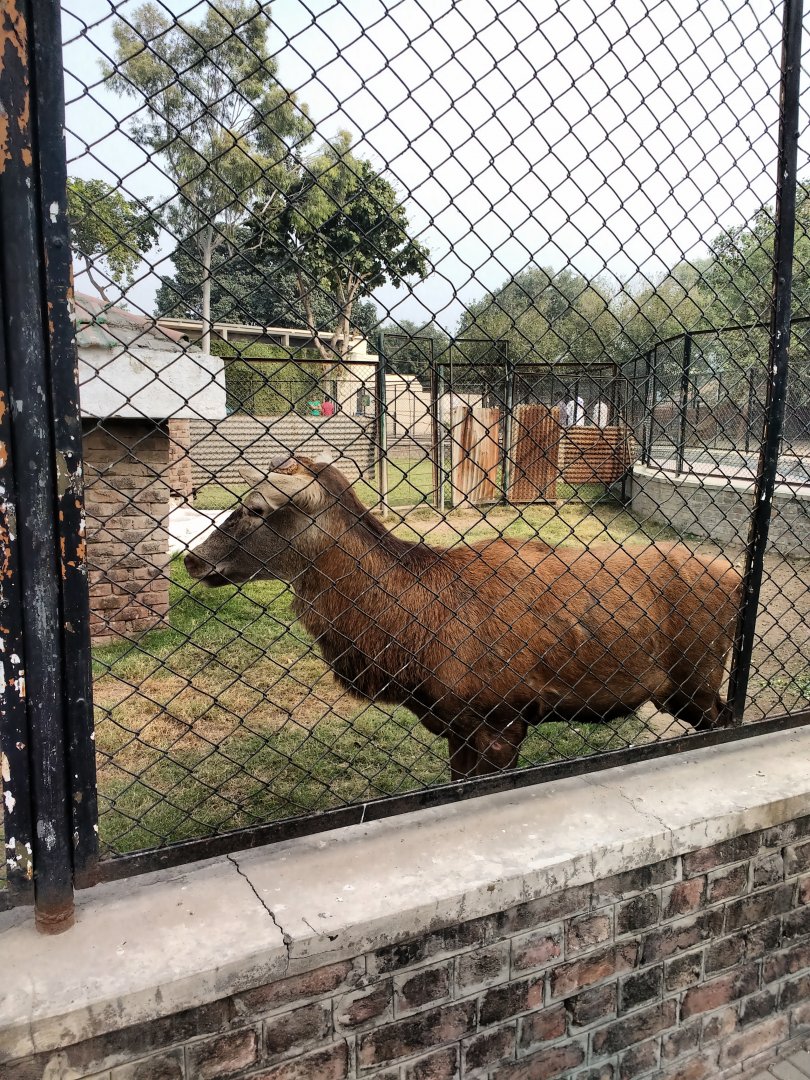Lahore Zoo (Pakistan)