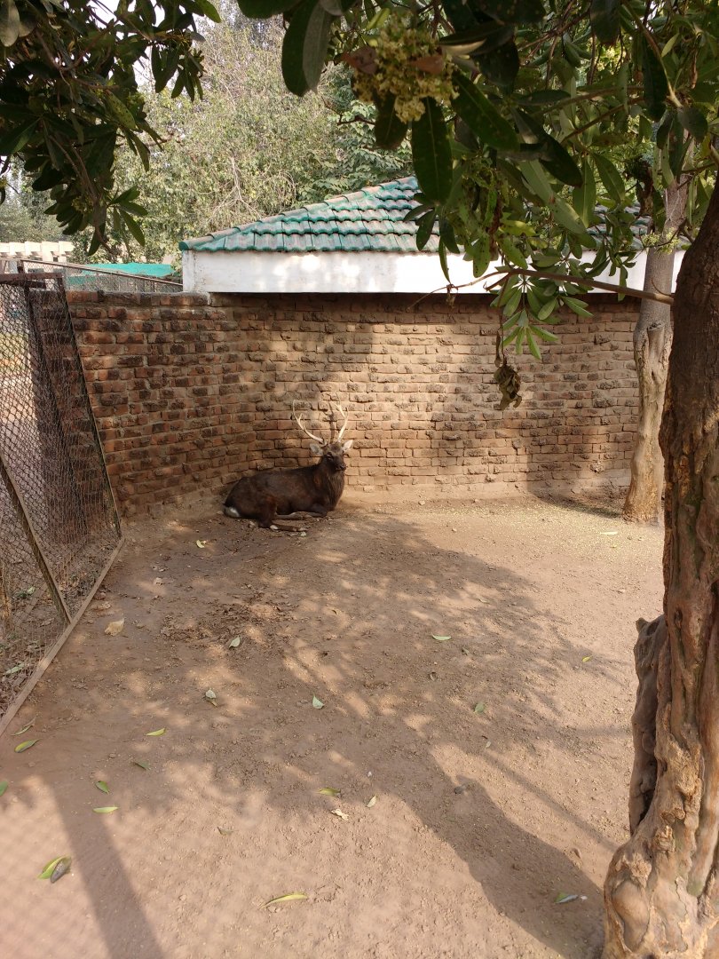 Lahore Zoo (Pakistan)