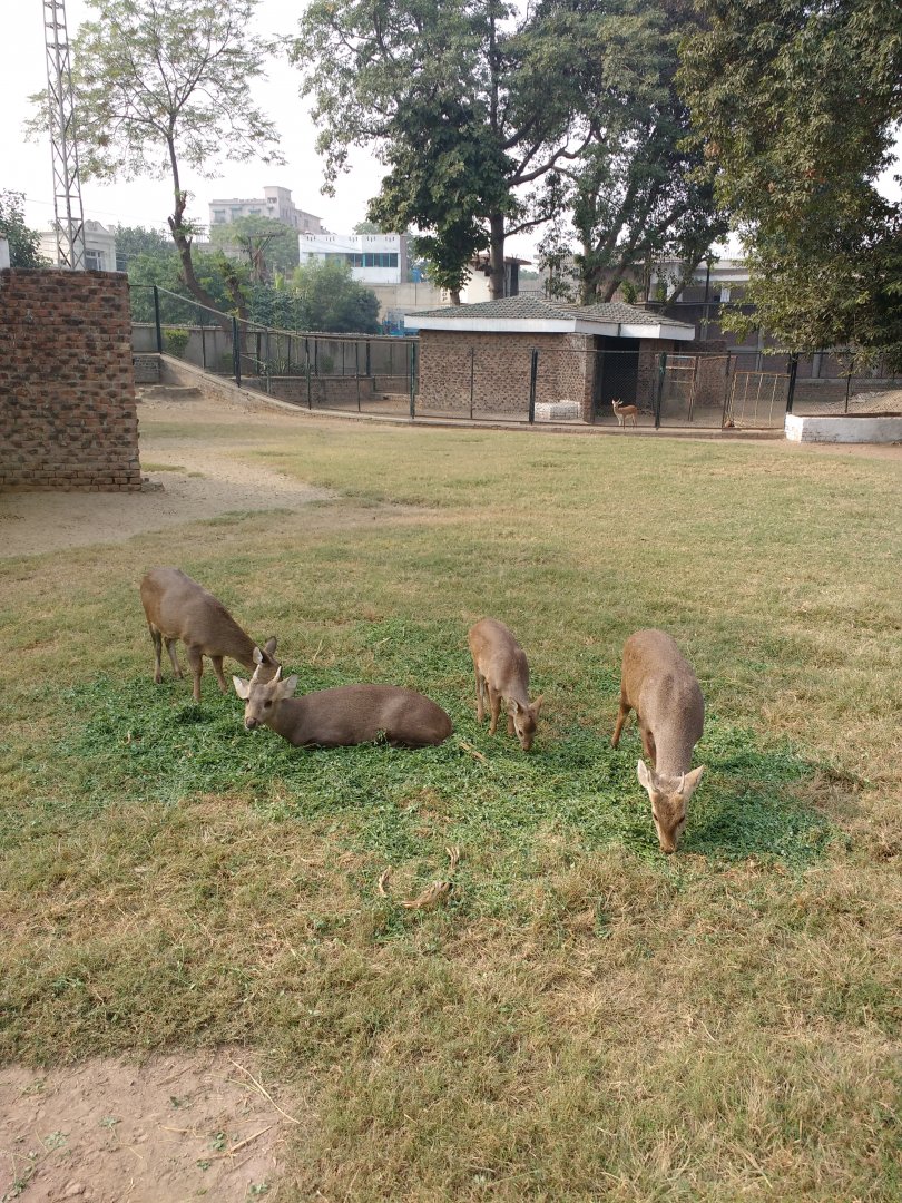Lahore Zoo (Pakistan)