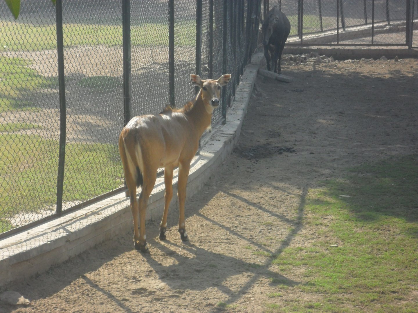 Lahore Zoo (Pakistan)