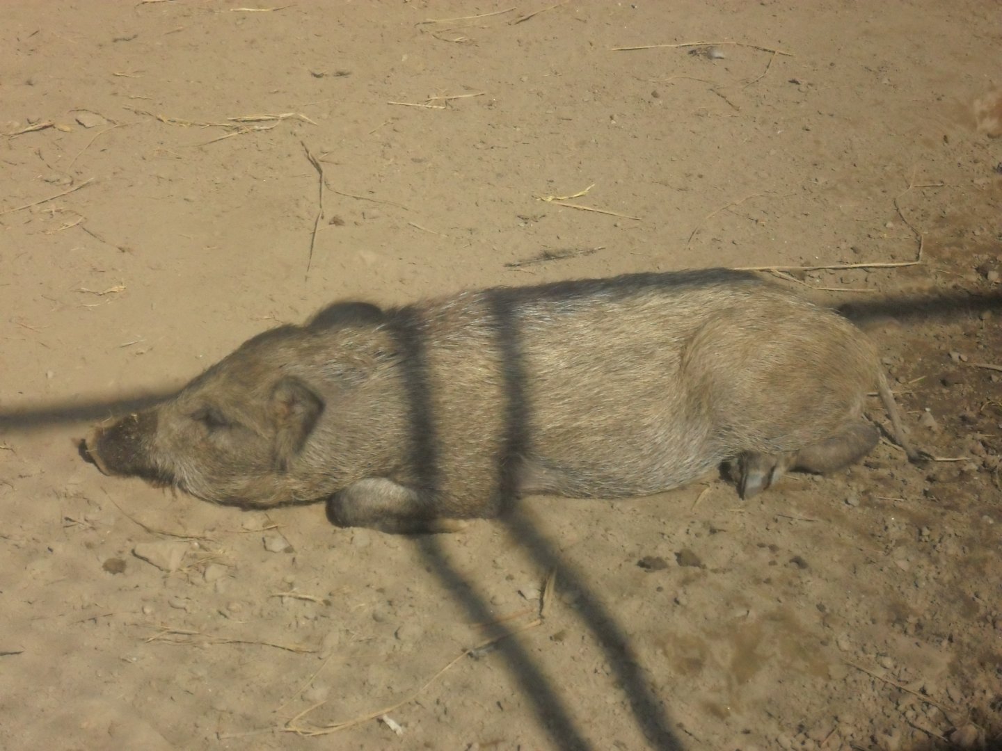 Lahore Zoo (Pakistan)