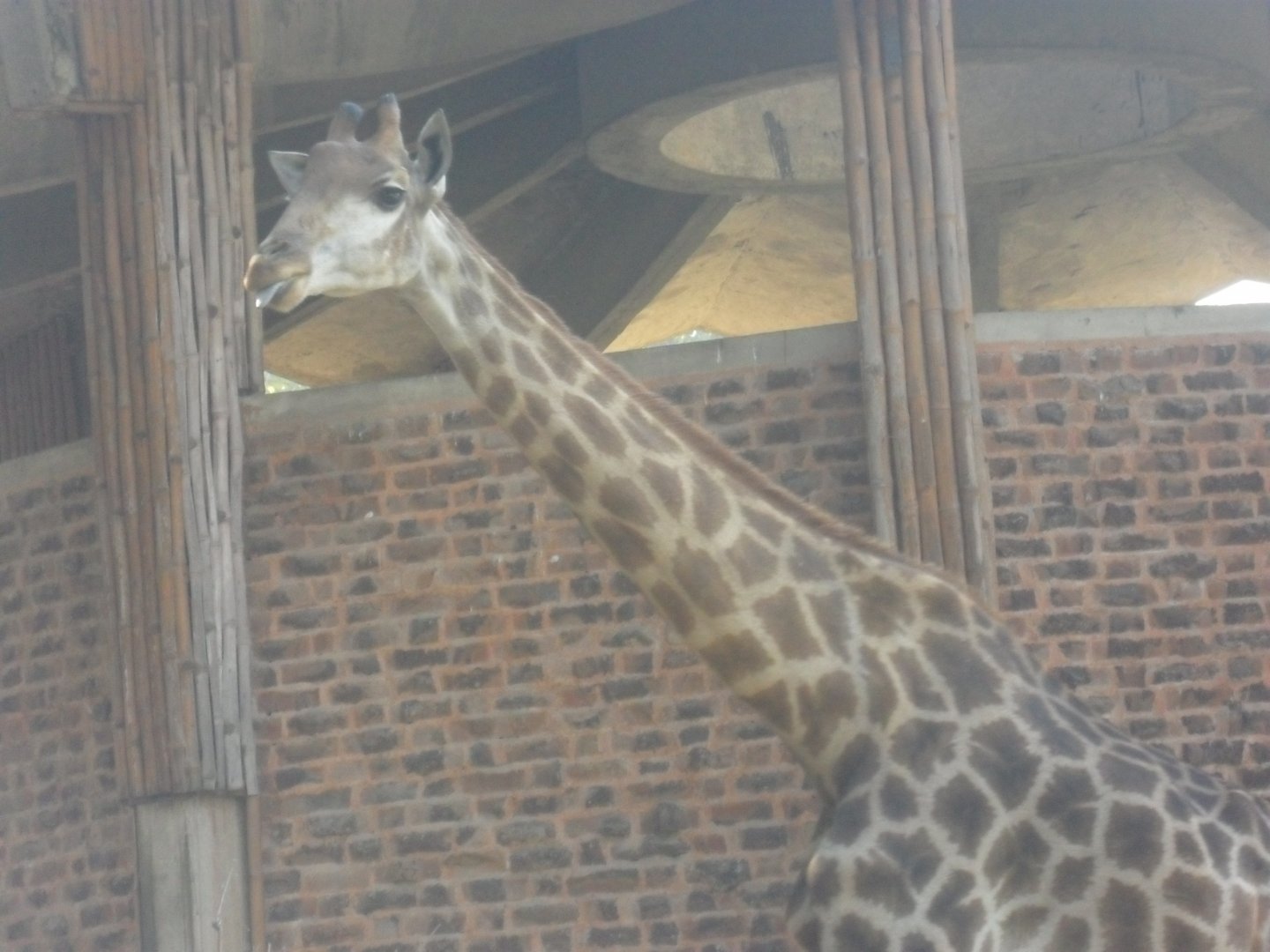 Lahore Zoo (Pakistan)