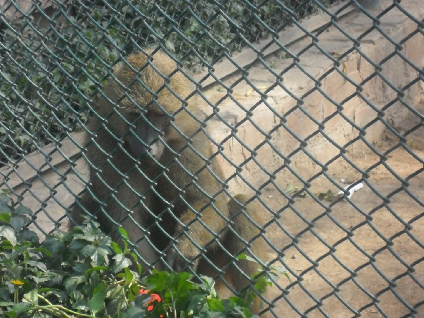 Lahore Zoo (Pakistan)
