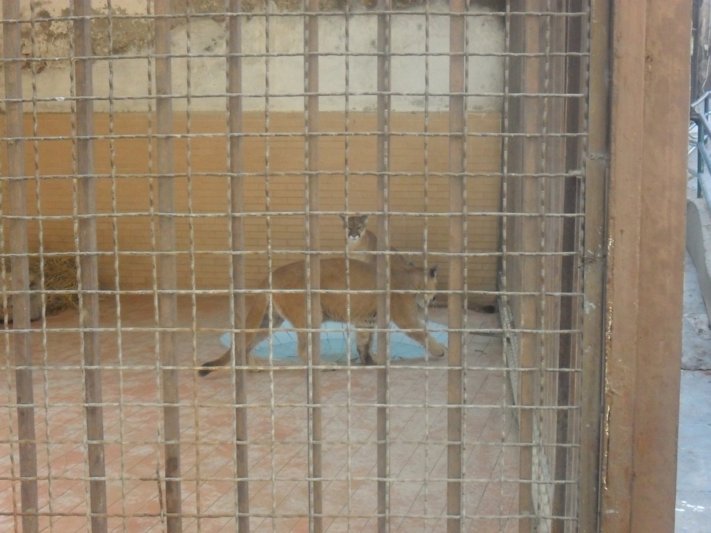 Lahore Zoo (Pakistan)