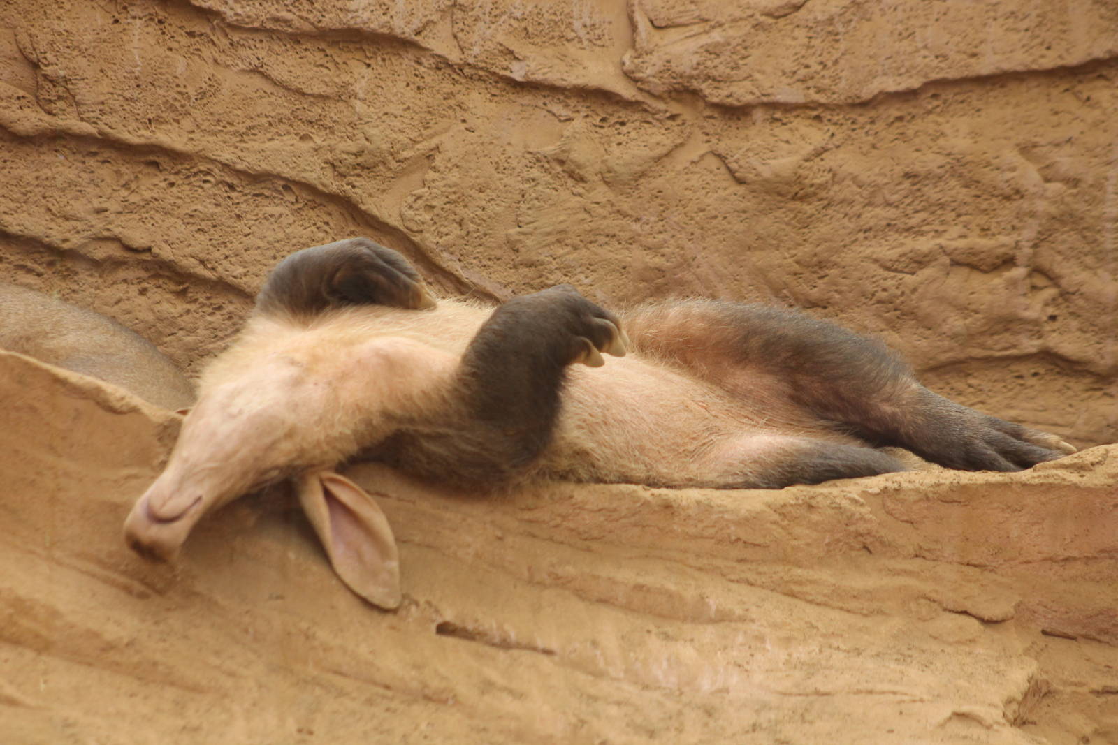 laid back aardvark Chester Zoo 7th October 2012
