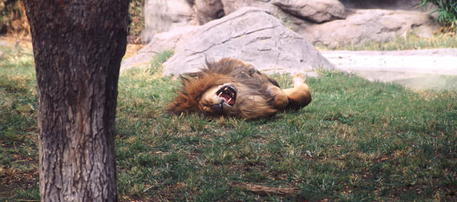 laid back lion