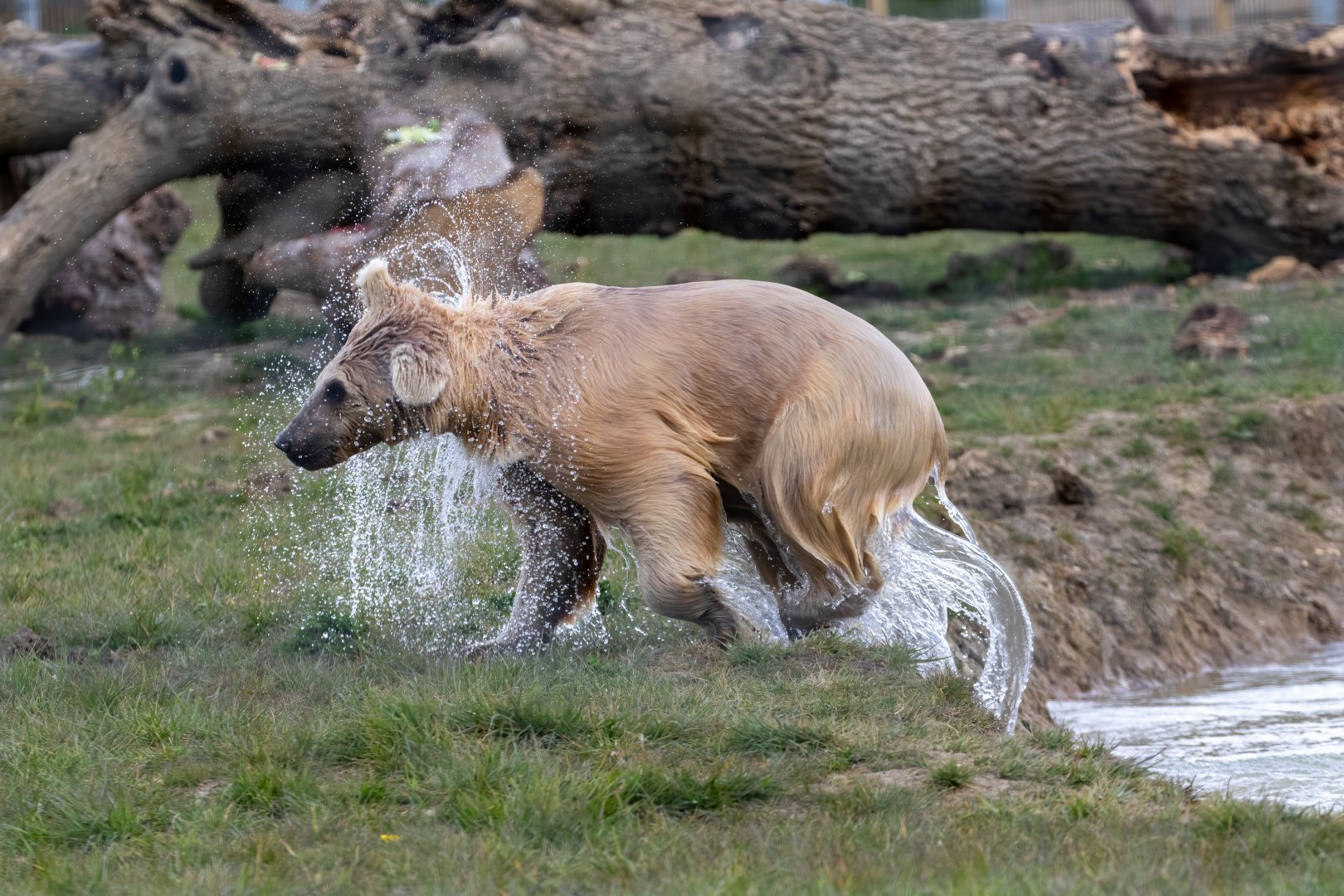 Laika / Syrian Brown Bear - Female / Hamerton / 29-4-21