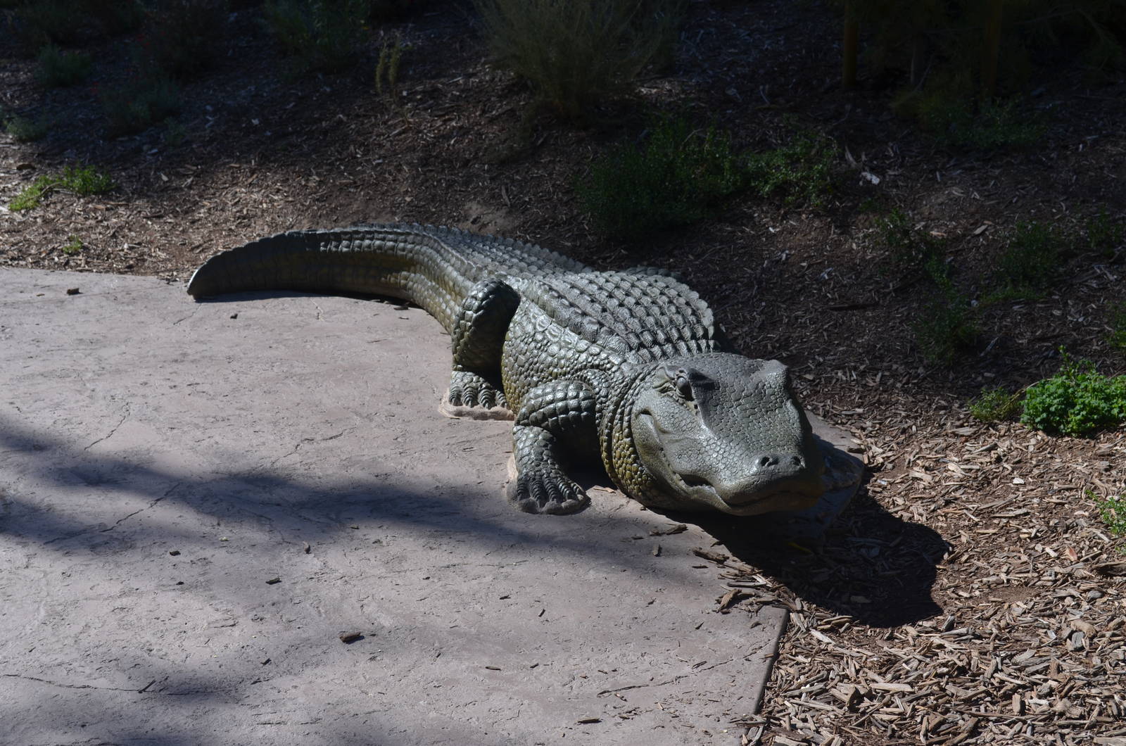 LAIR Alligator Bench