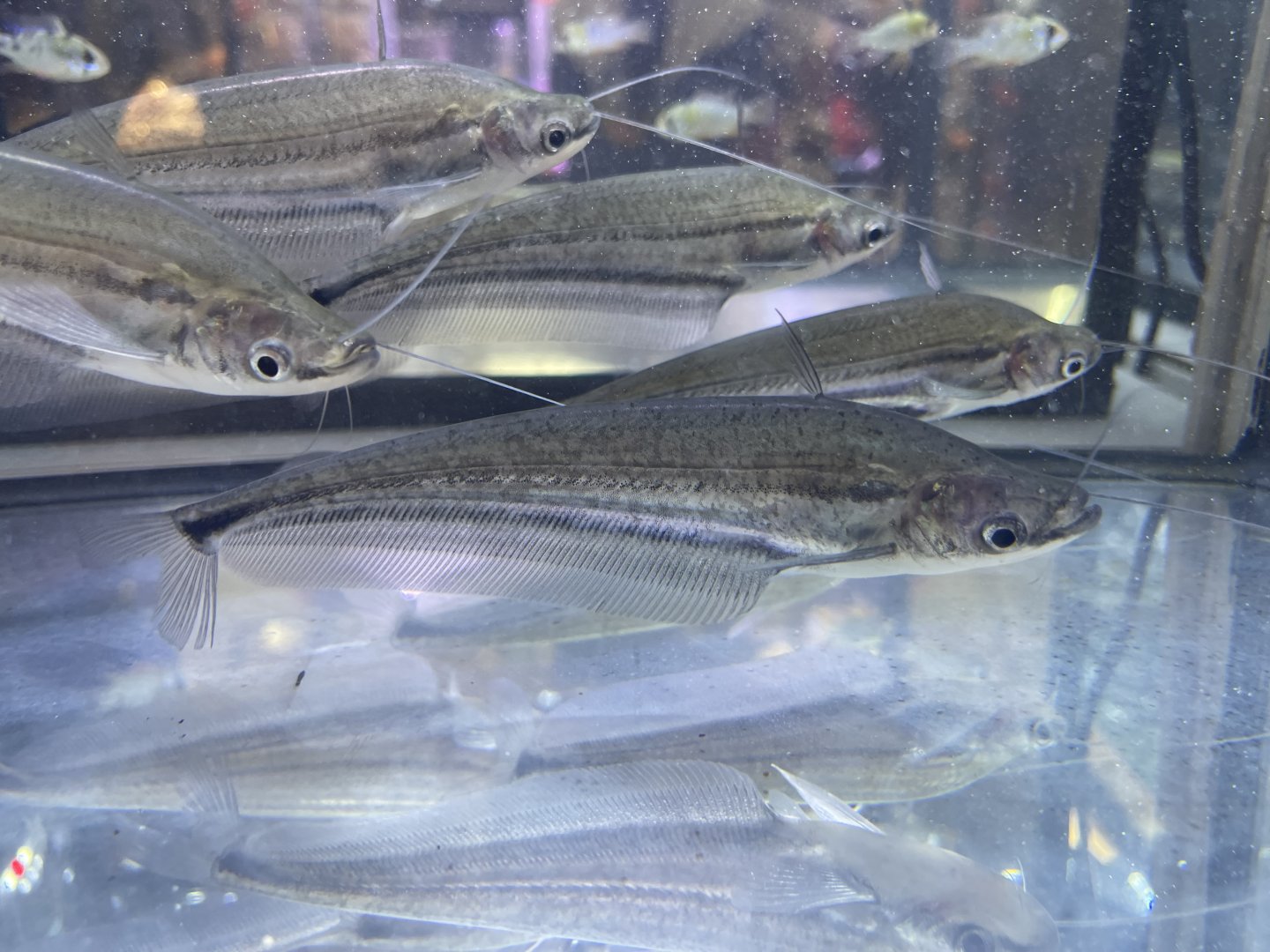 lais butu (ompok rhadinurus)