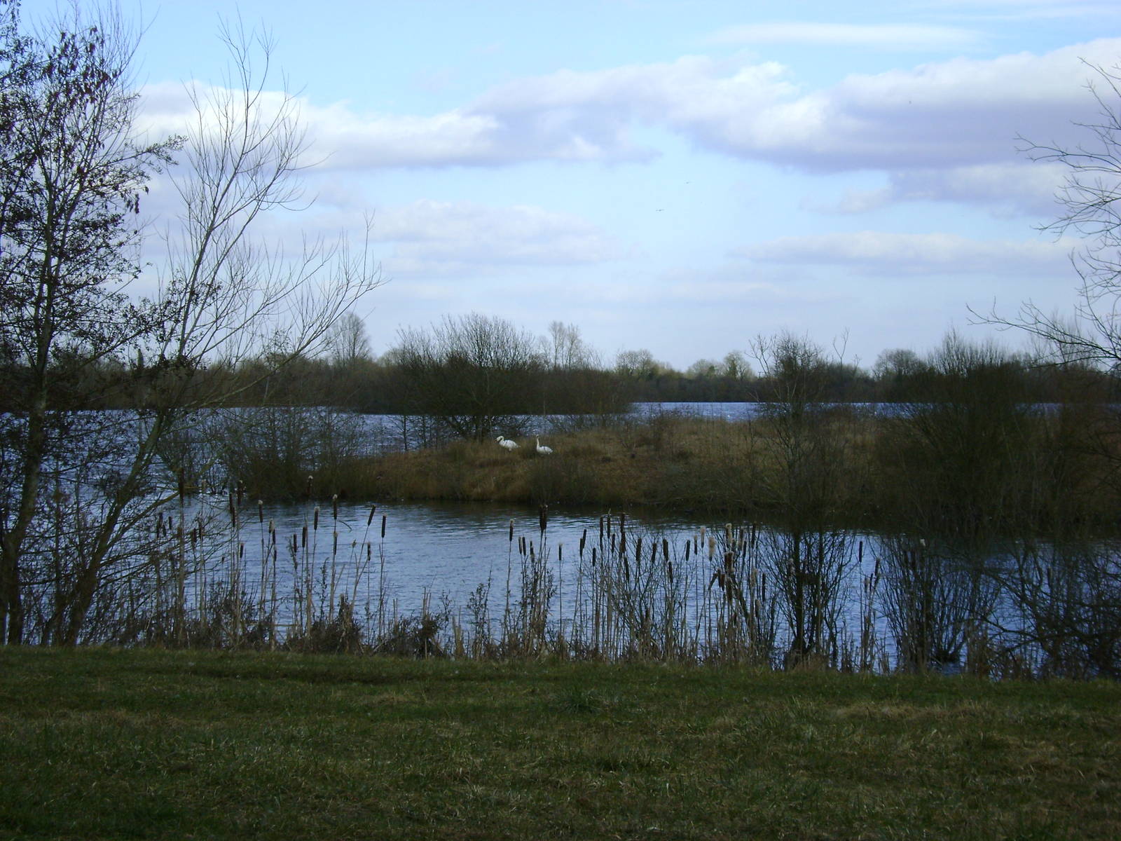Lake and swans