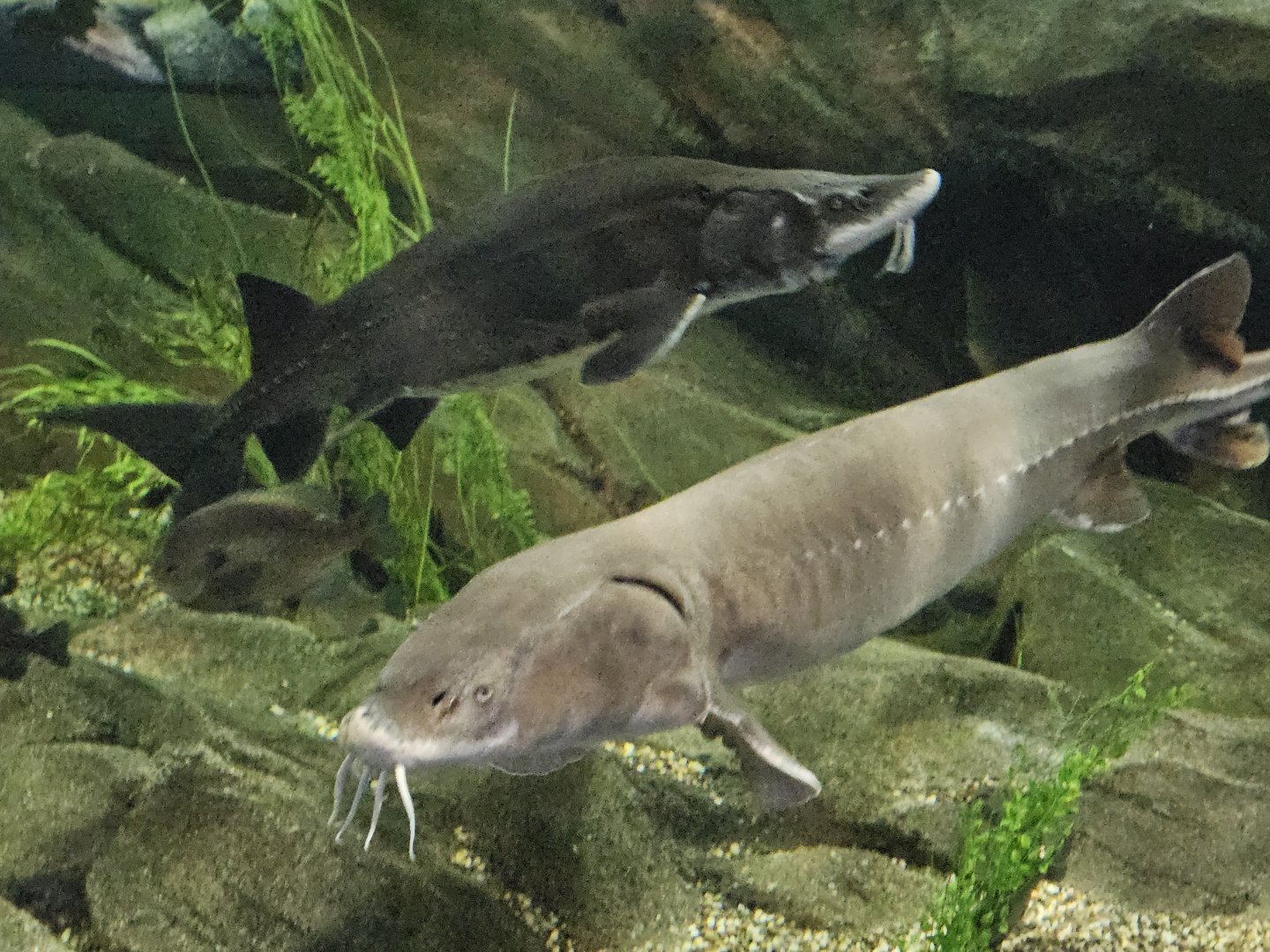 Lake and white sturgeons
