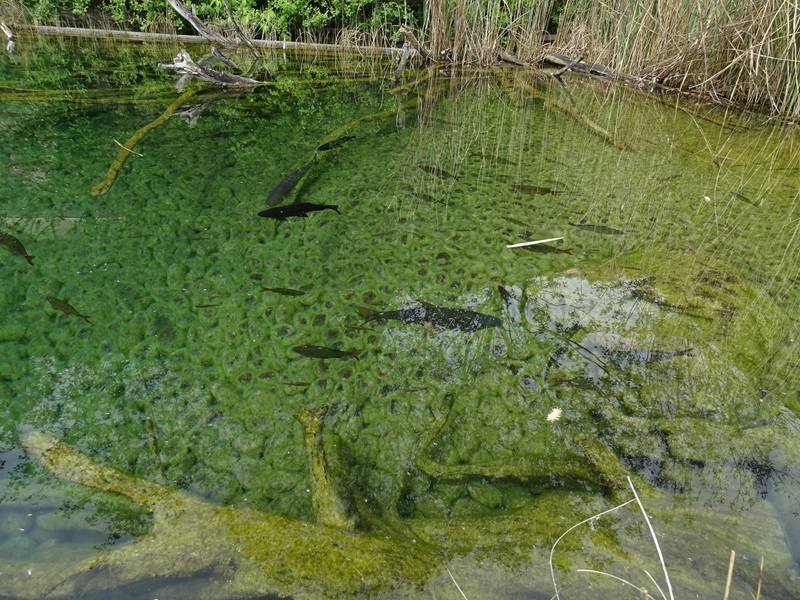 Lake Aquarium, top view