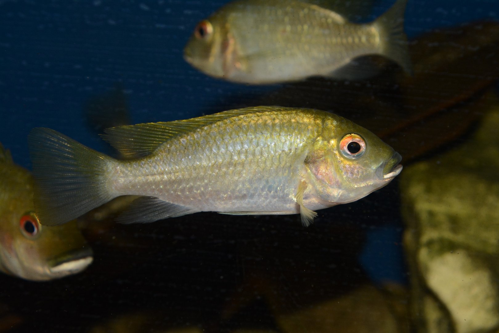 Lake Bermin tilapia (Coptodon flava)